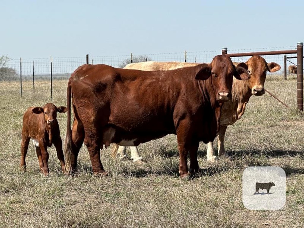 Cattle Range Listing Photo