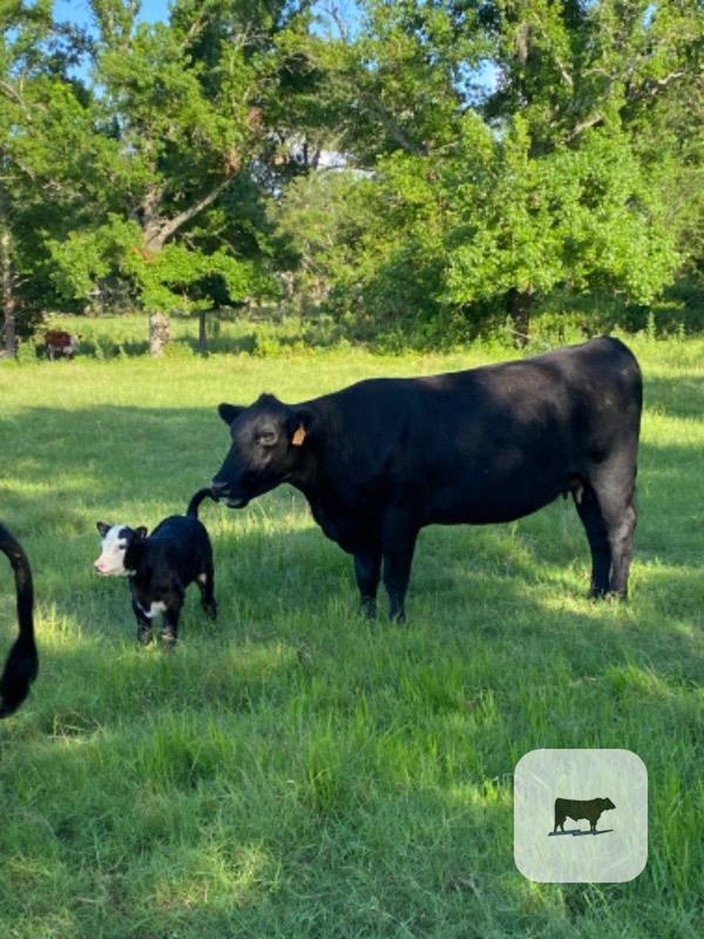 Cattle Range Listing Photo