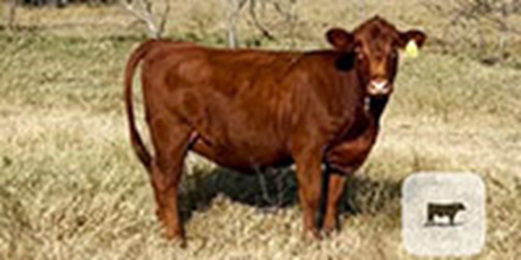 6 Red Angus, Senepol, South Poll & Tarentaise Bred Heifers... S. Central TX