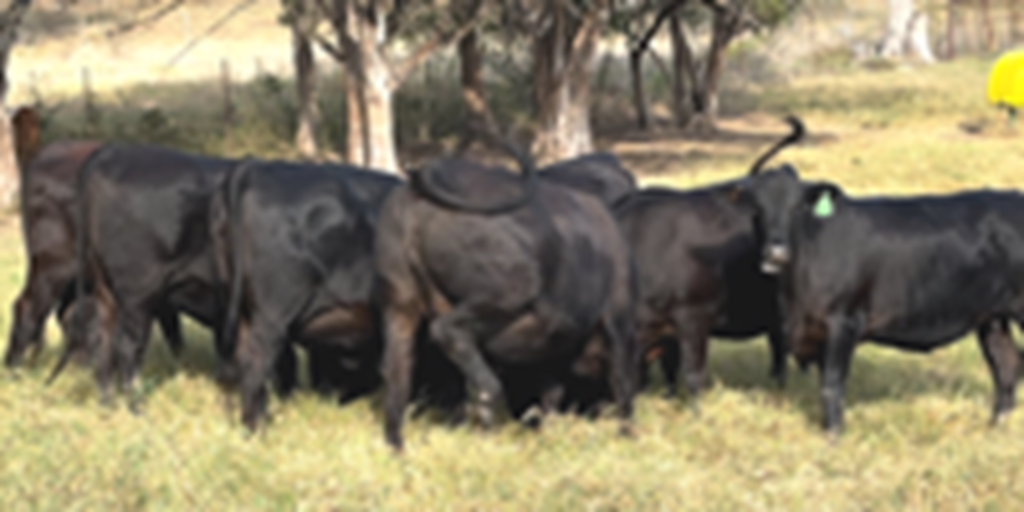 14 Brangus Bred Heifers... Central TX