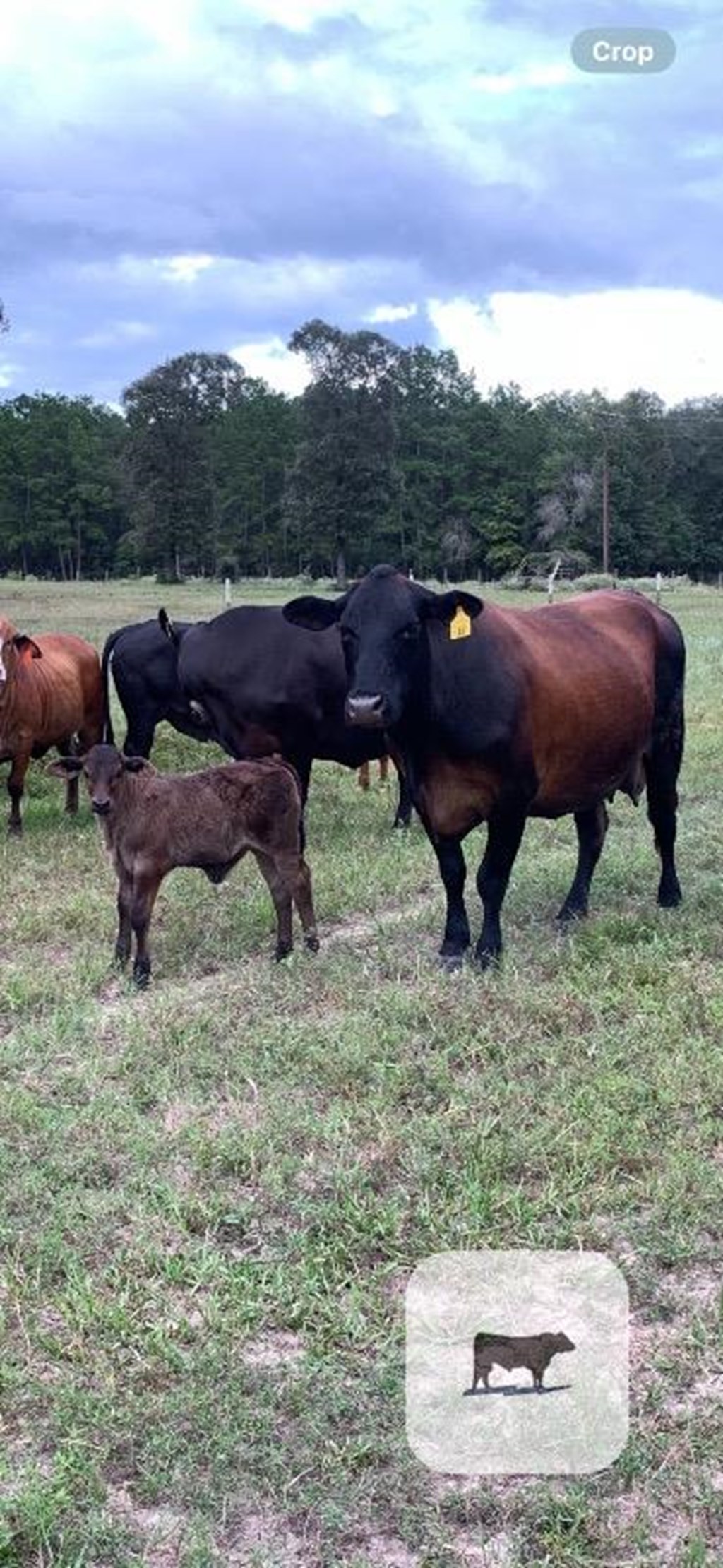 Cattle Range Listing Photo